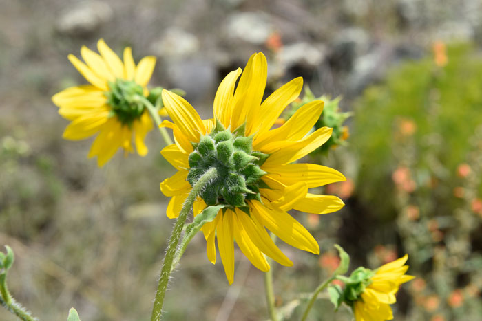 Common Sunflower bracts surrounding the flower heads (phyllaries) are linear-lanceolate with acute linear tips. The foliage is rough and hairy. Helianthus annuus 
